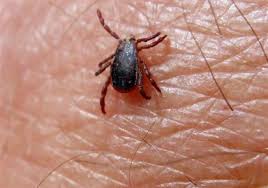 Baños antiparasitarios para complementar la lucha contra los parásitos Baños antiparasitarios para complementar la lucha contra los parásitos