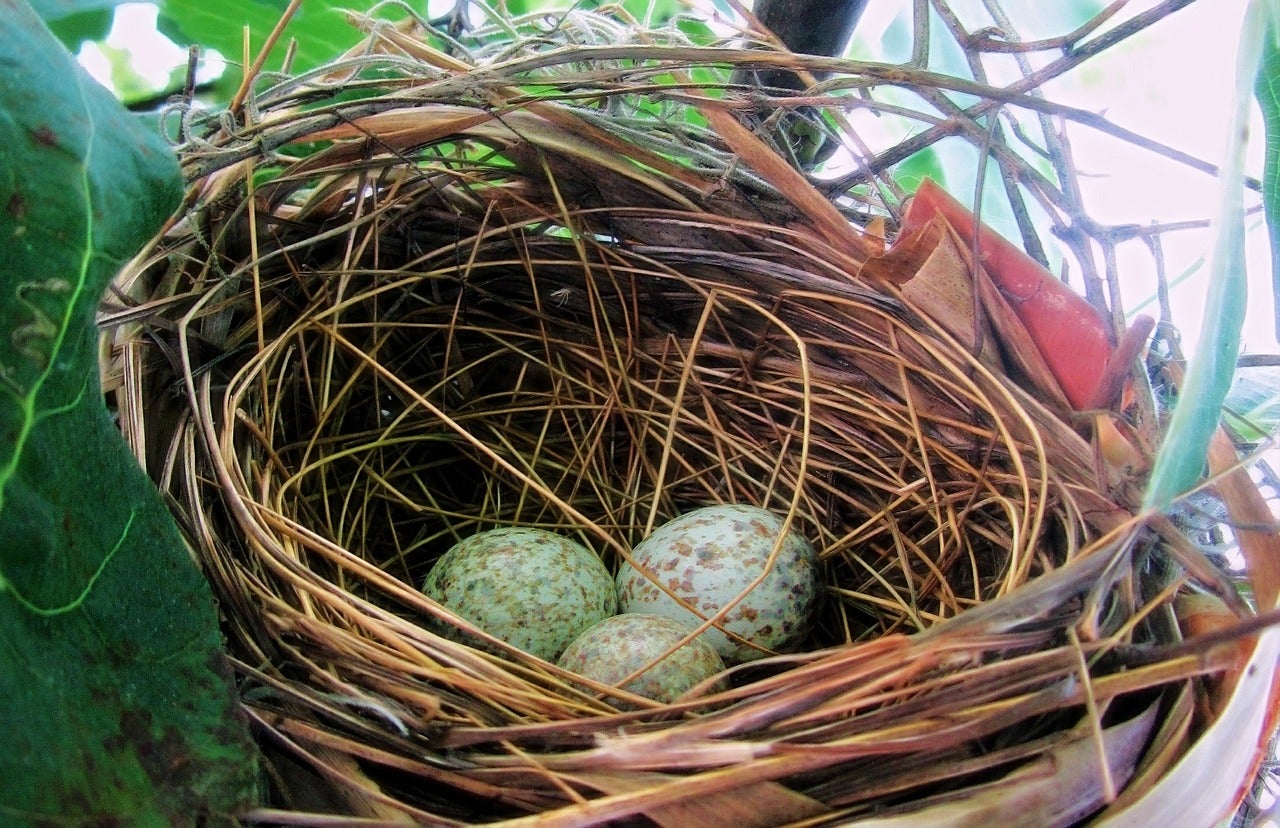Naturaleza: ¿Cómo crían las aves? Naturaleza: ¿Cómo crían las aves?