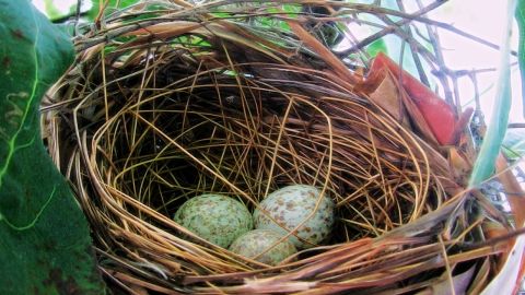 La raz&oacute;n por la que los p&aacute;jaros cantan a sus huevos