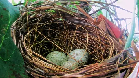La razón por la que los pájaros cantan a sus huevos La razón por la que los pájaros cantan a sus huevos