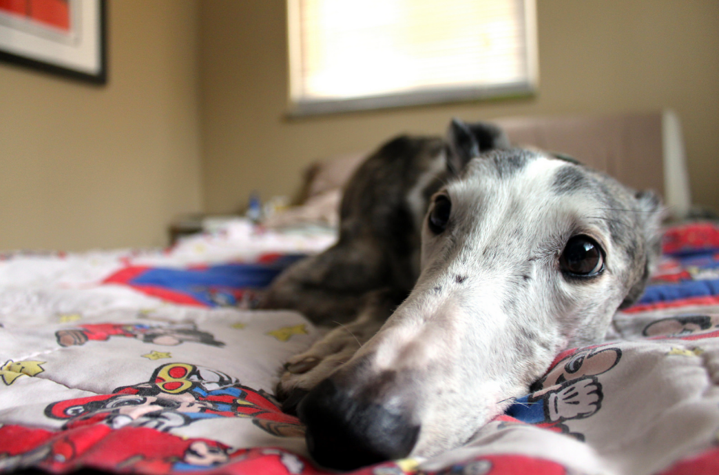 Consejos para no caer en el chantaje emocional que nos hacen nuestras mascotas Consejos para no caer en el chantaje emocional que nos hacen nuestras mascotas
