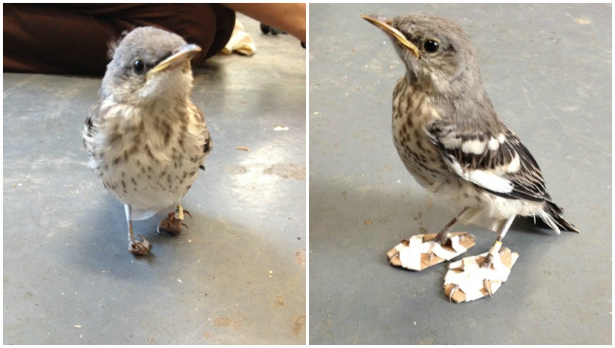 'Raquetas de nieve', la solución para la malformación de las patas de un pequeño ruiseñor 'Raquetas de nieve', la solución para la malformación de las patas de un pequeño ruiseñor
