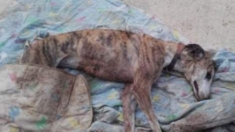 Imagen de un galgo maltratado (Archivo)