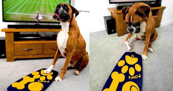 Inventan un mando a distancia para perros Inventan un mando a distancia para perros