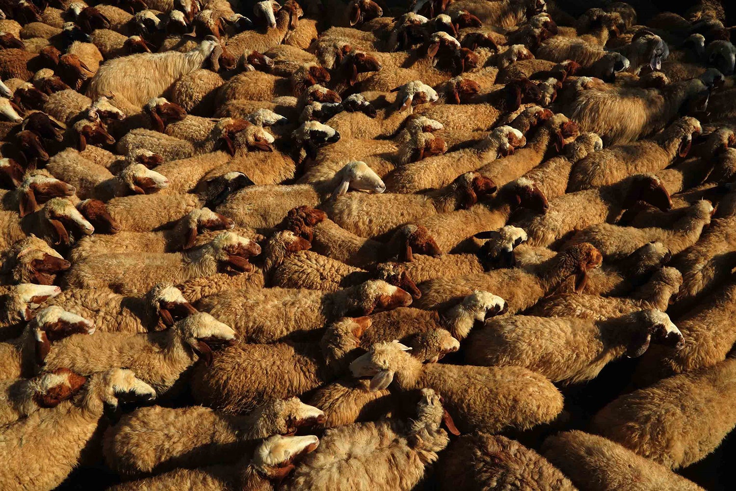 La Junta de Extremadura iniciará el pago de las ayudas de la PAC asociadas a la ganadería este viernes La Junta de Extremadura iniciará el pago de las ayudas de la PAC asociadas a la ganadería este viernes