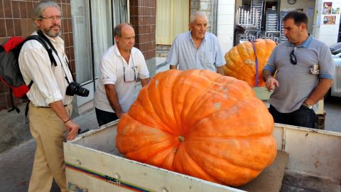 Feria de Calabazas Gigantes