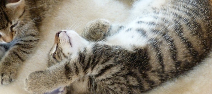 Los rompecabezas con alimentos mejoran el bienestar de los gatos Los rompecabezas con alimentos mejoran el bienestar de los gatos