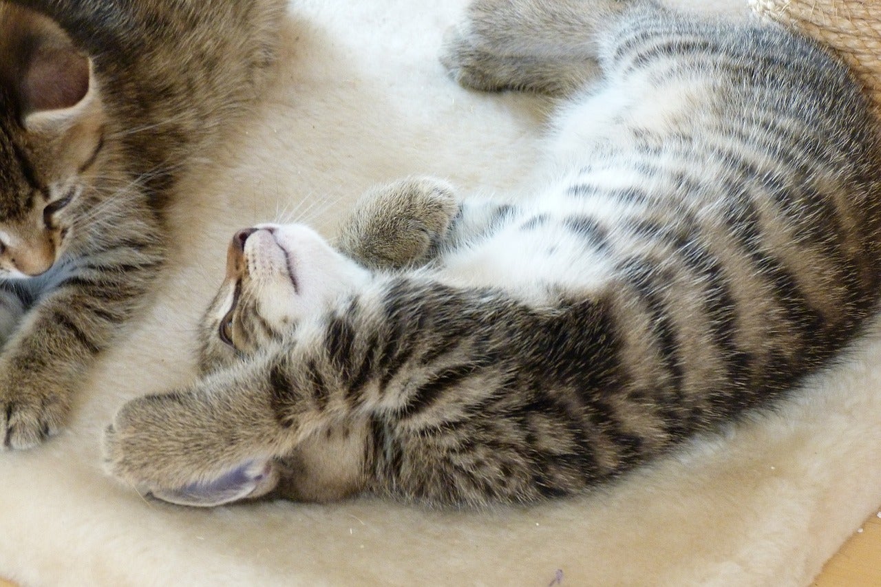 Primer disco de música para gatos Primer disco de música para gatos