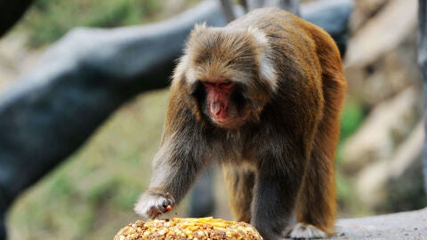 Mono comiendo una divertida tarta con el que da la bienvenida al oto&ntilde;o