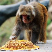 Un mono comiendo divertida tarta (13-09-2016)