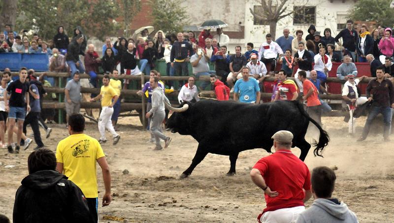 Tordesillas celebra el tradicional festejo del Toro de la Vega, el segundo sin muerte en público del animal Tordesillas celebra el tradicional festejo del Toro de la Vega, el segundo sin muerte en público del animal