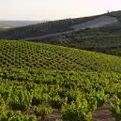 Viñedos Montilla Moriles Viñedos Montilla Moriles