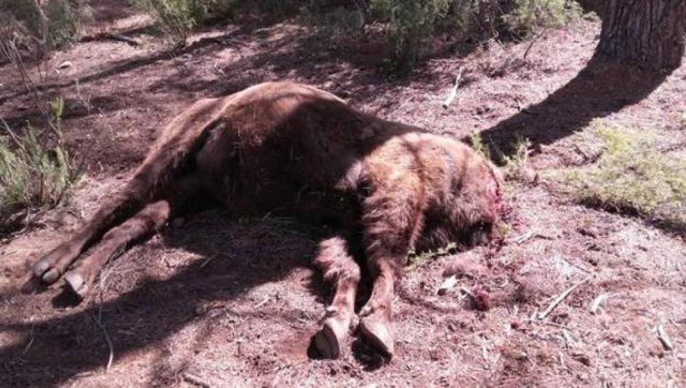 Imagen del bisonte decapitado en Benagéber