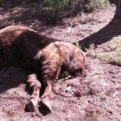 Imagen del bisonte decapitado en Benagéber