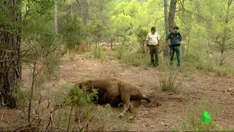 Frame 22.137833 de: La Guardia Civil encuentra una bola que podr&iacute;a contener veneno donde apareci&oacute; degollado un bisonte