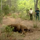 Frame 22.137833 de: La Guardia Civil encuentra una bola que podría contener veneno donde apareció degollado un bisonte