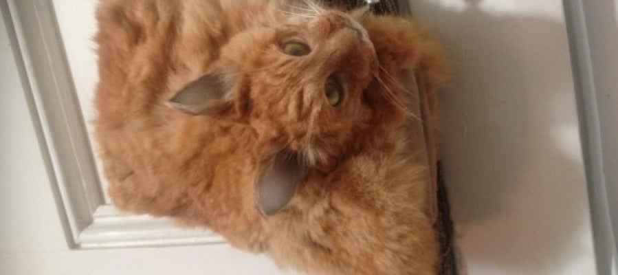 Bolso de un gato disecado y puesto a la venta Bolso de un gato disecado y puesto a la venta