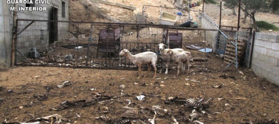 Otro caso de maltrato animal con ovejas Otro caso de maltrato animal con ovejas