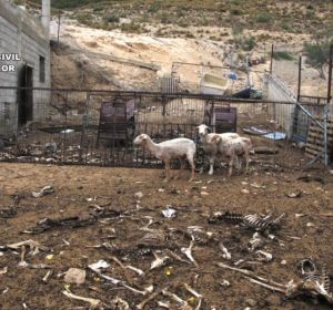 Otro caso de maltrato animal con ovejas Otro caso de maltrato animal con ovejas