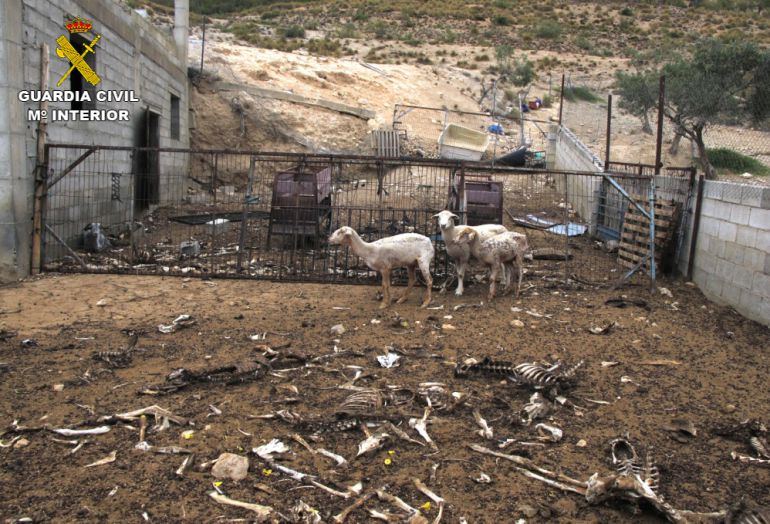 Investigan a un ganadero por dejar morir de hambre a 200 ovejas y dos perros Investigan a un ganadero por dejar morir de hambre a 200 ovejas y dos perros