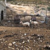 Otro caso de maltrato animal con ovejas