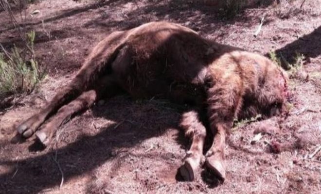Los bisontes de Valencia murieron por inanición, según informes veterinarios Los bisontes de Valencia murieron por inanición, según informes veterinarios