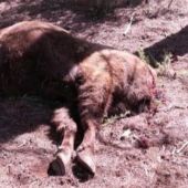 El primer bisonte decapitado en la Reserva de Valdeserrillas