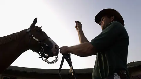 Un caballo en una imagen de archivo Un caballo en una imagen de archivo