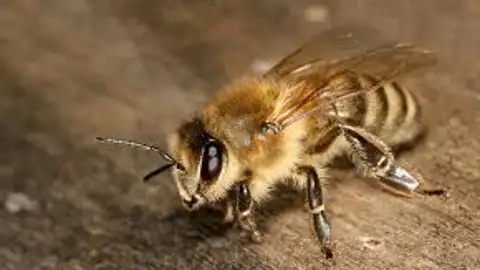 Un grupo de investigadores consiguen que varias abejas aprendan a jugar al futbol Un grupo de investigadores consiguen que varias abejas aprendan a jugar al futbol