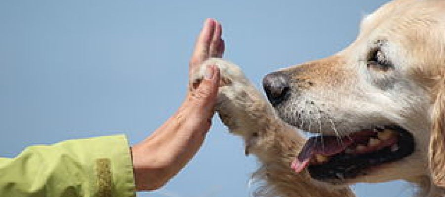 La imagen de un perro y un niño La imagen de un perro y un niño
