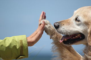 Las terapias con perros ayudan a mejorar la vida de los niños con autismo Las terapias con perros ayudan a mejorar la vida de los niños con autismo