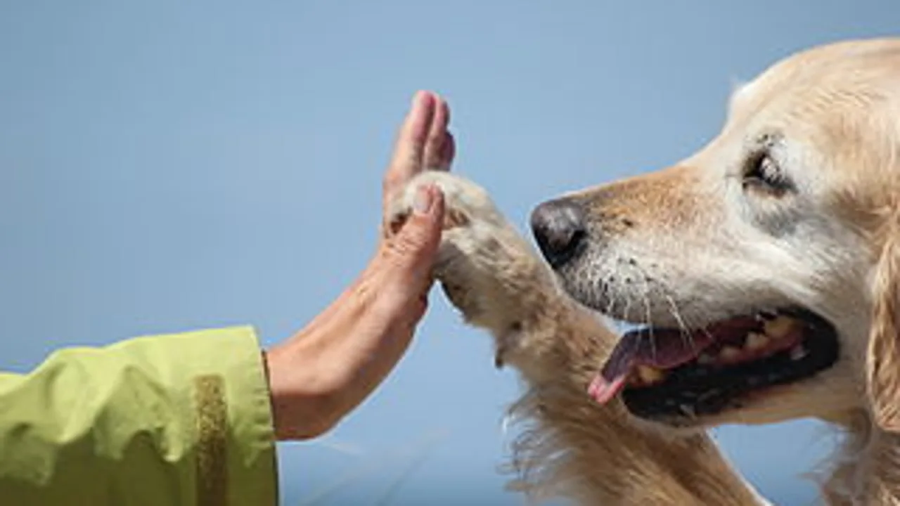La imagen de un perro y un niño