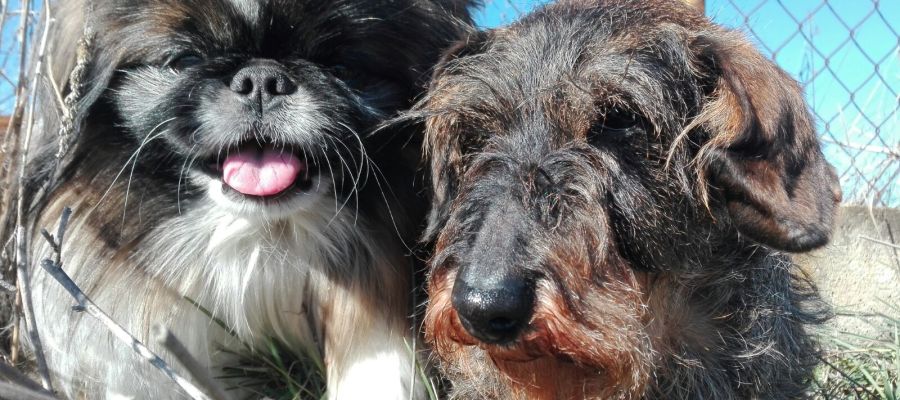 Simón y Tekla Simón y Tekla