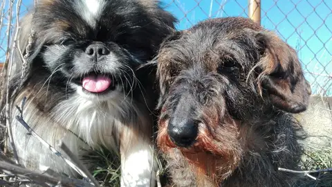 Simón y Tekla Simón y Tekla