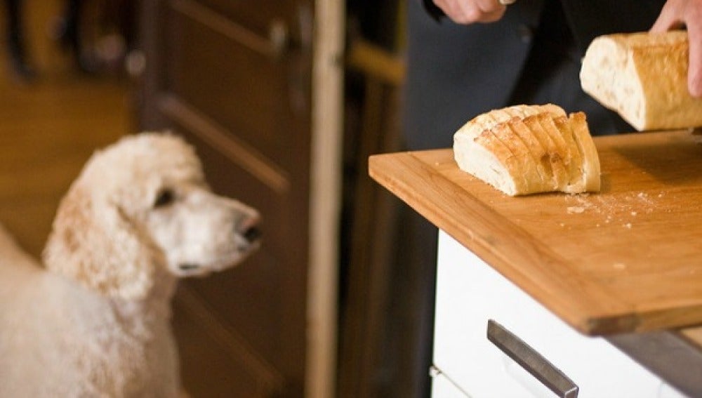 Un perro mirando una barra de pan