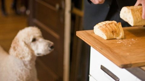 Un perro mirando una barra de pan