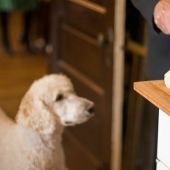 Un perro mirando una barra de pan