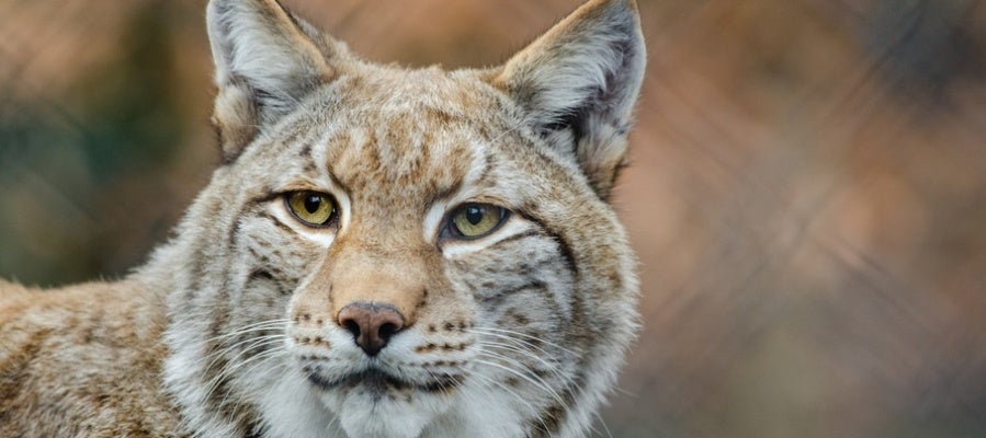 Portugal desarrollará un proyecto para reintroducir el lince ibérico en el país Portugal desarrollará un proyecto para reintroducir el lince ibérico en el país