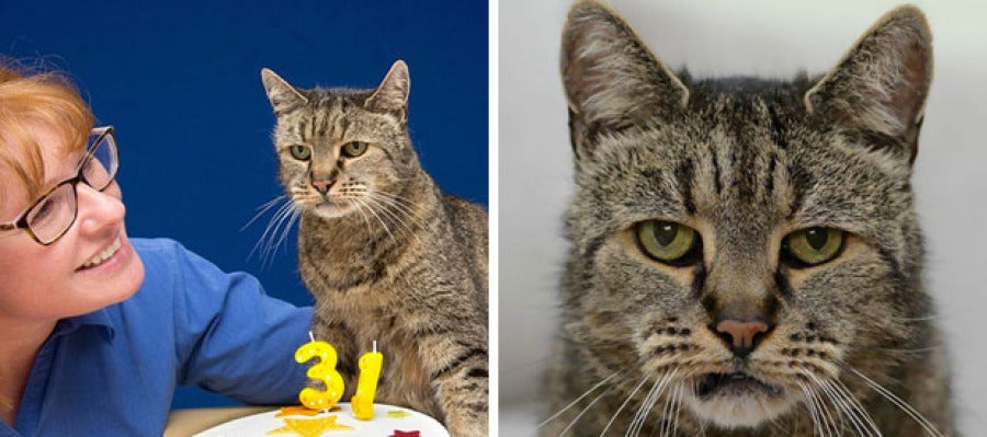 El gato Nutmeg cumple 31 años El gato Nutmeg cumple 31 años