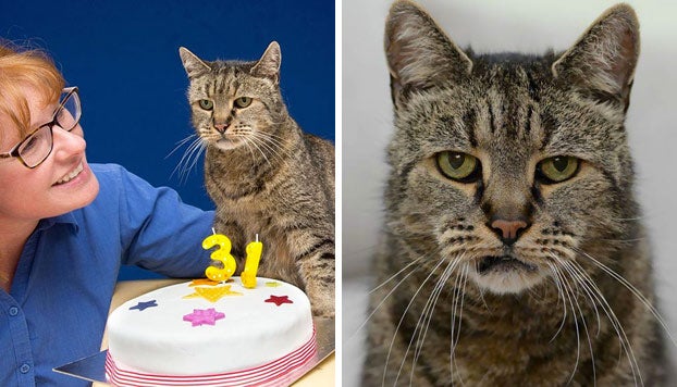 Nutmeg, el gato más viejo del mundo, celebra su 31 cumpleaños Nutmeg, el gato más viejo del mundo, celebra su 31 cumpleaños