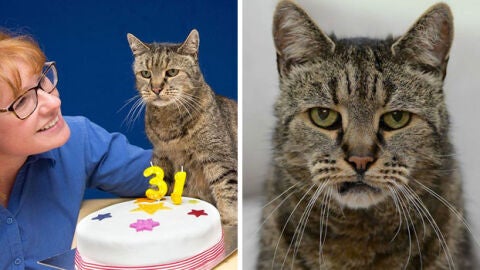 El gato Nutmeg cumple 31 a&ntilde;os