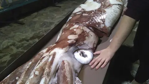 Fotografía facilitada por Cepesma, la Coordinadora para el Estudio y la Protección de las Especies Marinas, de una cría de calamar gigante Fotografía facilitada por Cepesma, la Coordinadora para el Estudio y la Protección de las Especies Marinas, de una cría de calamar gigante