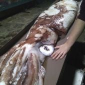 Fotografía facilitada por Cepesma, la Coordinadora para el Estudio y la Protección de las Especies Marinas, de una cría de calamar gigante