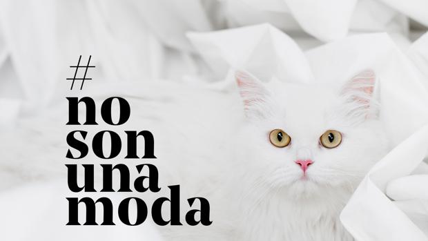 #NoSonUnaModa, la campaña de Fundación Affinity que trata de concienciar sobre el abandono animal #NoSonUnaModa, la campaña de Fundación Affinity que trata de concienciar sobre el abandono animal