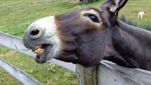 Los burros en China se extinguen debido a que la piel de estos animales est&aacute; muy demandada en la medicina tradicional 