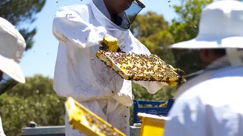 En Abadía Retuerta también hacen miel. En Abadía Retuerta también hacen miel.