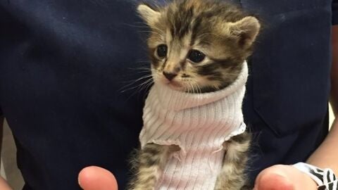 Pipes, una gatita que usa un calcet&iacute;n como jersey