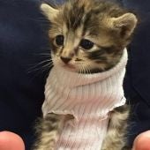 Pipes, una gatita que usa un calcetín como jersey