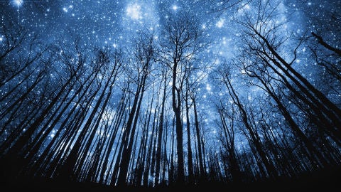 Instant&aacute;nea de un bosque durante la noche