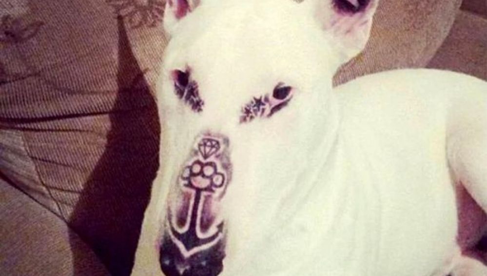El perro tiene cinco tatuajes en distintas zonas de su cara